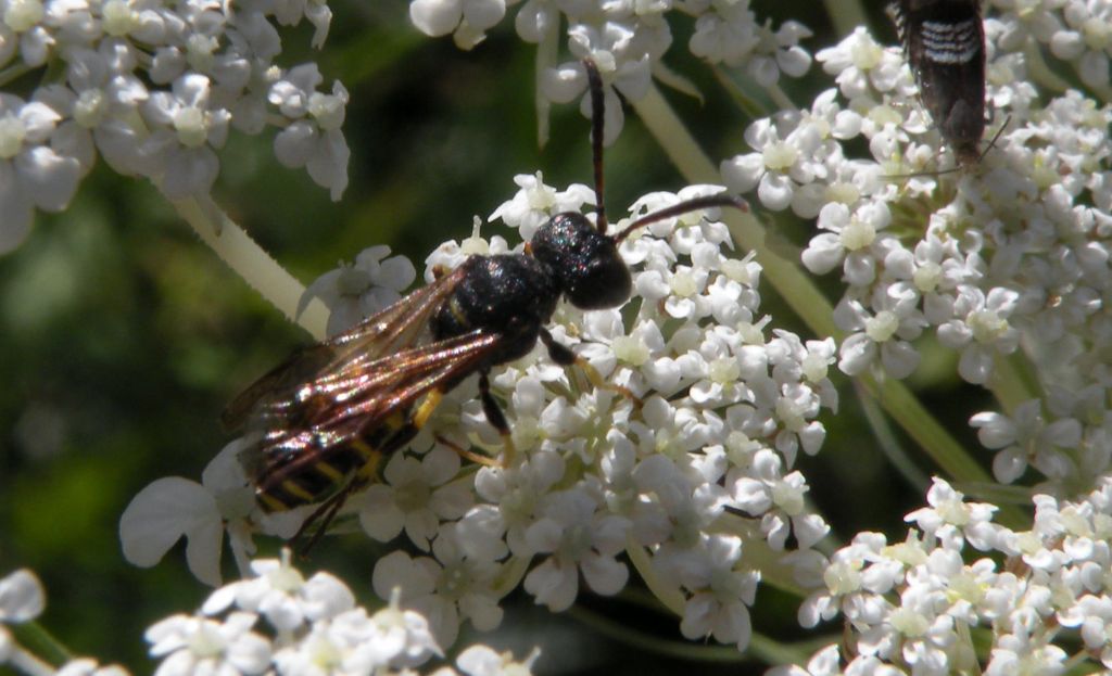 Quale Cerceris? cfr. quadricincta, maschio, Crabronidae